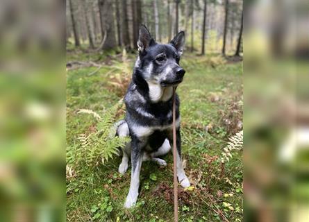 Schwedischer Nationalhund-Jämthund-Reinrassiger Welpe