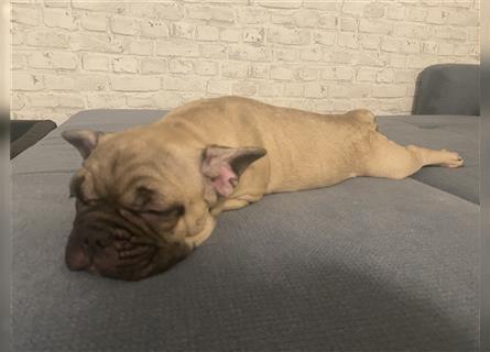Französische Bulldogge Welpe  Rüde in Fawn