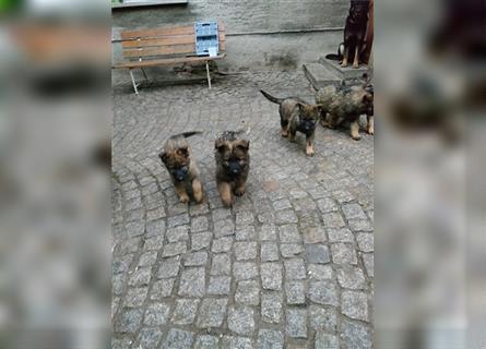 Schäferhund Welpen zu verkaufen
