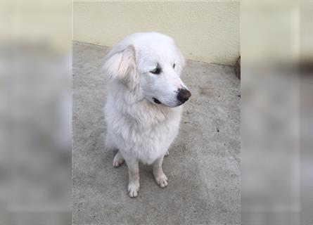 Junghund 7 Monate Pyrenäenberghund Weiß
