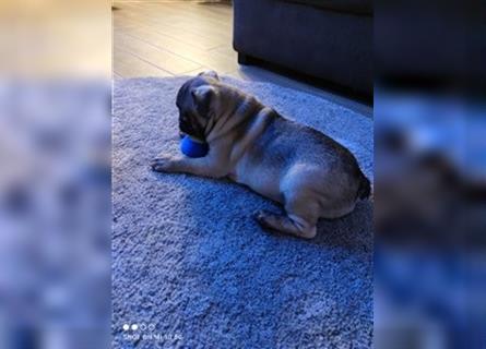 Französische Bulldoggen Welpen suchen ein liebevolles zu Hause