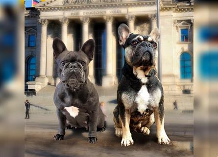 Französische Bulldogge Welpen Freiatmend mit Ahnentafel