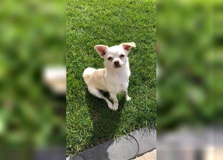 Unser Chihuahua Charlie (2 Jahre alt) sucht eine neue, liebevolle Familie