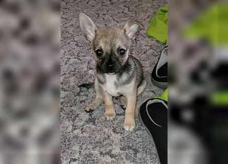 Chihuahua Rüde Bruno