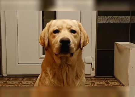 Traumhaft schöne Labrador Retriever suchen tolle liebevolle Pflichtbewusste Familie