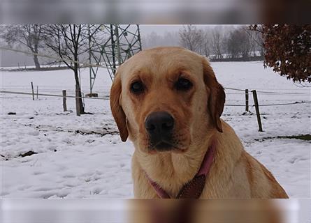 Traumhaft schöne Labrador Retriever suchen tolle liebevolle Pflichtbewusste Familie