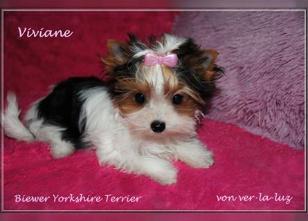 kleines Biewer Yorkshire Terrier Mädchen