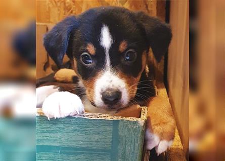 Appenzeller Sennenhund