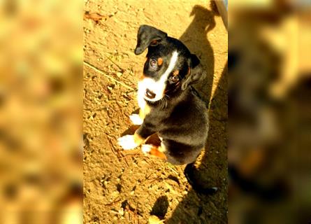 Appenzeller Sennenhund