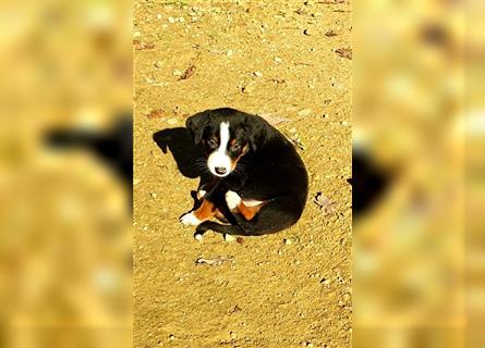 Appenzeller Sennenhund