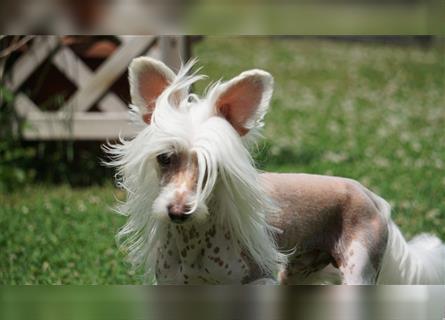Chinese Crested Welpen