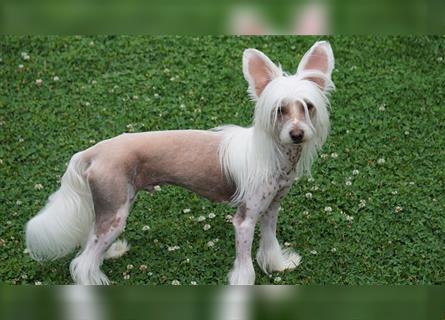 Chinese Crested Welpen