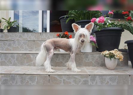 Chinese Crested HL Rüde