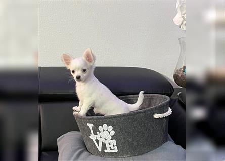 Chihuahua Welpe Langhaar Rüde in weiß mit Ahnentafel aus deutscher seriöser Zucht!