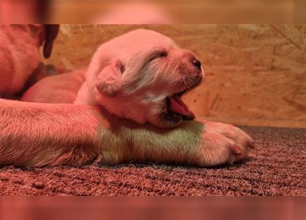 Labrador Retriever Welpen Foxred und Gelb