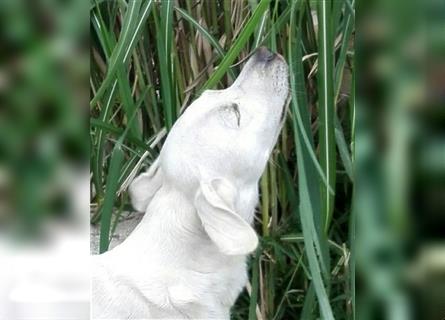 Labrador Welpen in Weiß aus Top Verpaarung mit Papieren