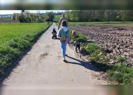 Bree, 4 Monate, zauberhaftes Hundekind sucht Herzensfamilie
