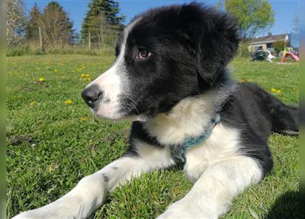 Bree, 4 Monate, zauberhaftes Hundekind sucht Herzensfamilie