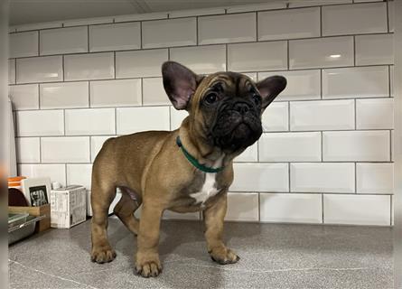 Adorable family member - French Bulldog (Frenchie)