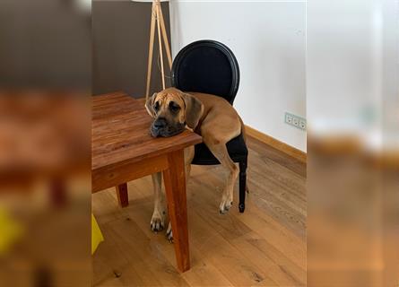 Deutsche Dogge sucht ein neues Zuhause