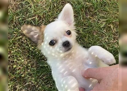 1 zuckersüßes Chihuahua Mädchen