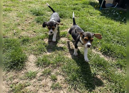 Noch 3 süße reinrassige Beagle - Welpen