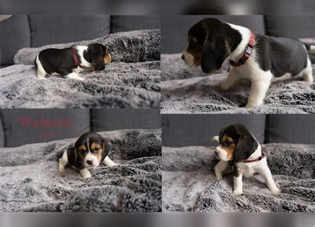 Noch 4 süße reinrassige Beagle - Welpen
