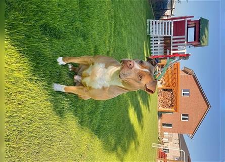 Staffordshire Terrier/Boxer Mix Welpen \" Tricolor Träger\"