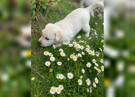 Reinrassige Labrador Retriever Welpen mit Ahnentafel