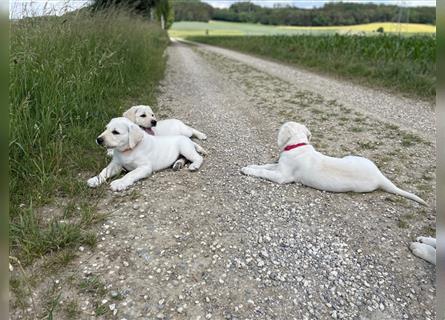 Reinrassige Labrador Retriever Welpen mit Ahnentafel