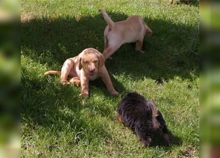 reinrassige beige Labrador Welpen aus reiner kontrollierter Hausaufzucht, Abgabeberweit