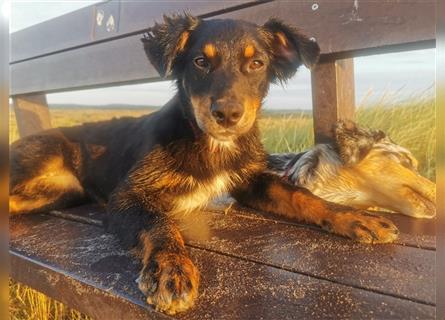 ASCA Australian Shepherd Aussi Welpe Hund Australien