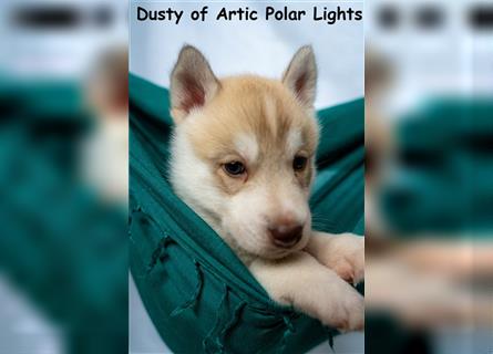 Siberian Husky Welpe - Dusty of Arctic Polar lights