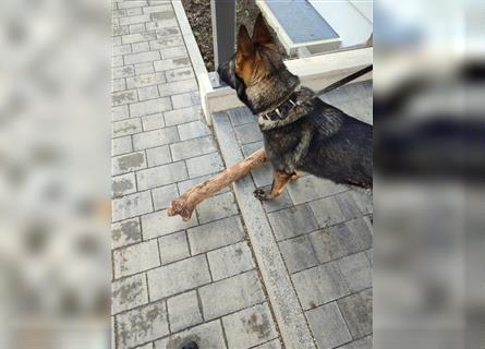 3 jährige Schäferhundin DRINGEND abzugeben