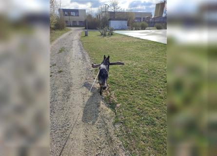 3 jährige Schäferhundin DRINGEND abzugeben