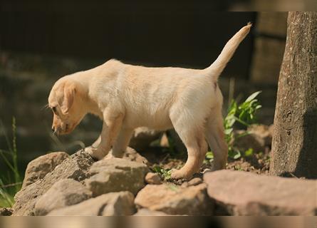 Labrador Welpen in gelb und foxred