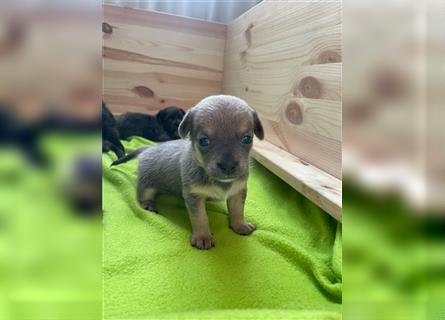 4 kleine Chihuahua suchen ein Zuhause