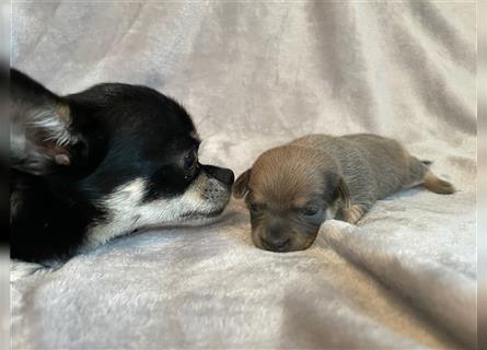 4 kleine Chihuahua suchen ein Zuhause