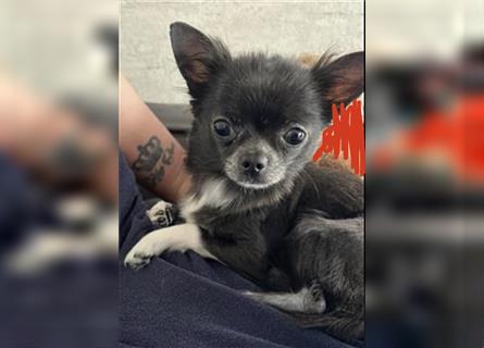 Wunderschöne kleines Chihuahua Mädchen (Blue)