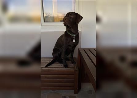 Labrador x Bordeaux Dogge Mix Welpen