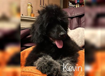 Portugiesischen Wasserhund ist verfügbar _ Kevin