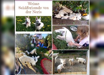 Weisser Schäferhund Welpe aus verantwortungsvoller Familienzucht mit Papiere