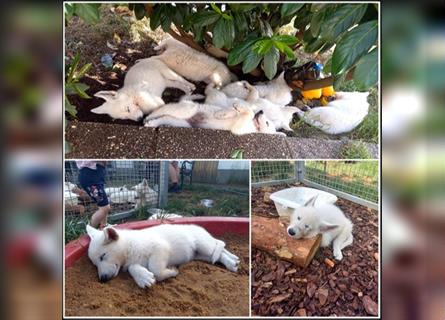 Weisse Schäferhund Welpen aus verantwortungsvoller Familienzucht mit Papiere