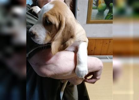 2 reinrassige Beaglewelpen suchen eine neue Familie