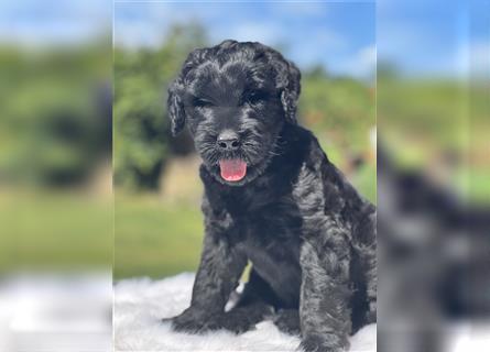 2 wunderschöne Schwarze Russische Terrier Welpen suchen noch ihre Familie