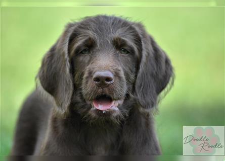 Labradoodle Welpe in chocolate m. Pap. zur Abgabe bereit :-D