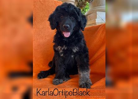 Portugiesischen Wasserhund ist verfügbar _ Karla