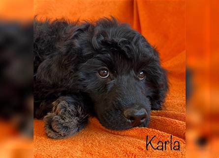 Portugiesischen Wasserhund ist verfügbar _ Karla