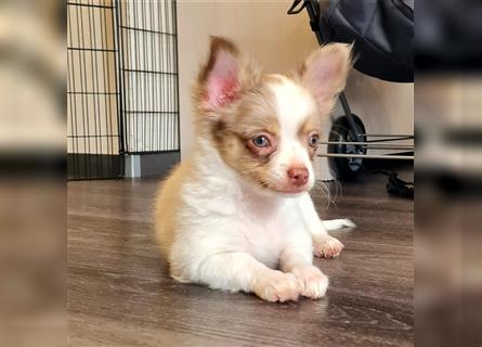 Chihuahua welpen  Völklingen