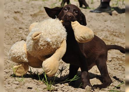 Wunderschöne reinrassige Labradorwelpen suchen noch ein Zuhause!